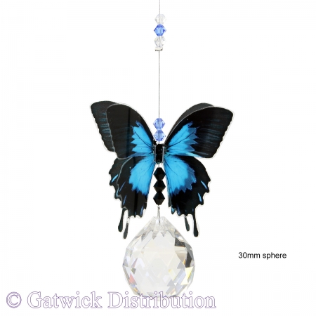 SPECIAL - Butterfly - Ulysses - Medium