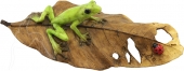 SPECIAL - Frog on Leaf