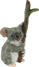 SPECIAL - Koala