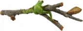Frog on Twig